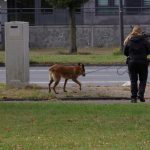 Gewapende overval op woning aan Henriëtte Bosmanslaan in Maassluis
