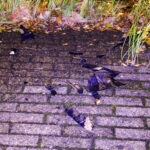 Auto botst tegen lantaarnpaal op rotonde Wagenstraat in Maassluis